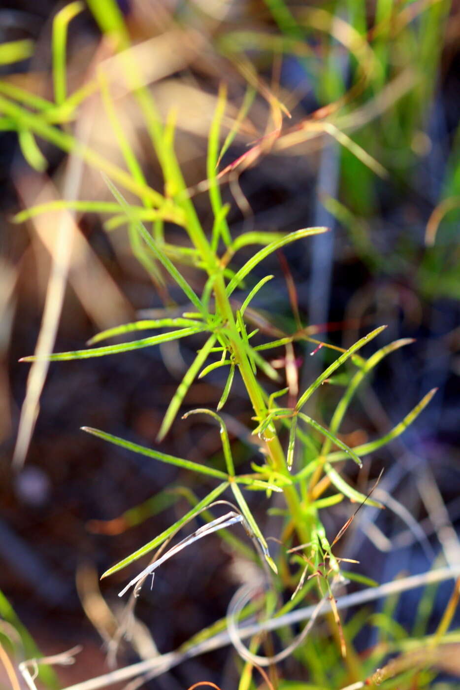 Слика од Sieruela maculata (Sond.) Roalson & J. C. Hall