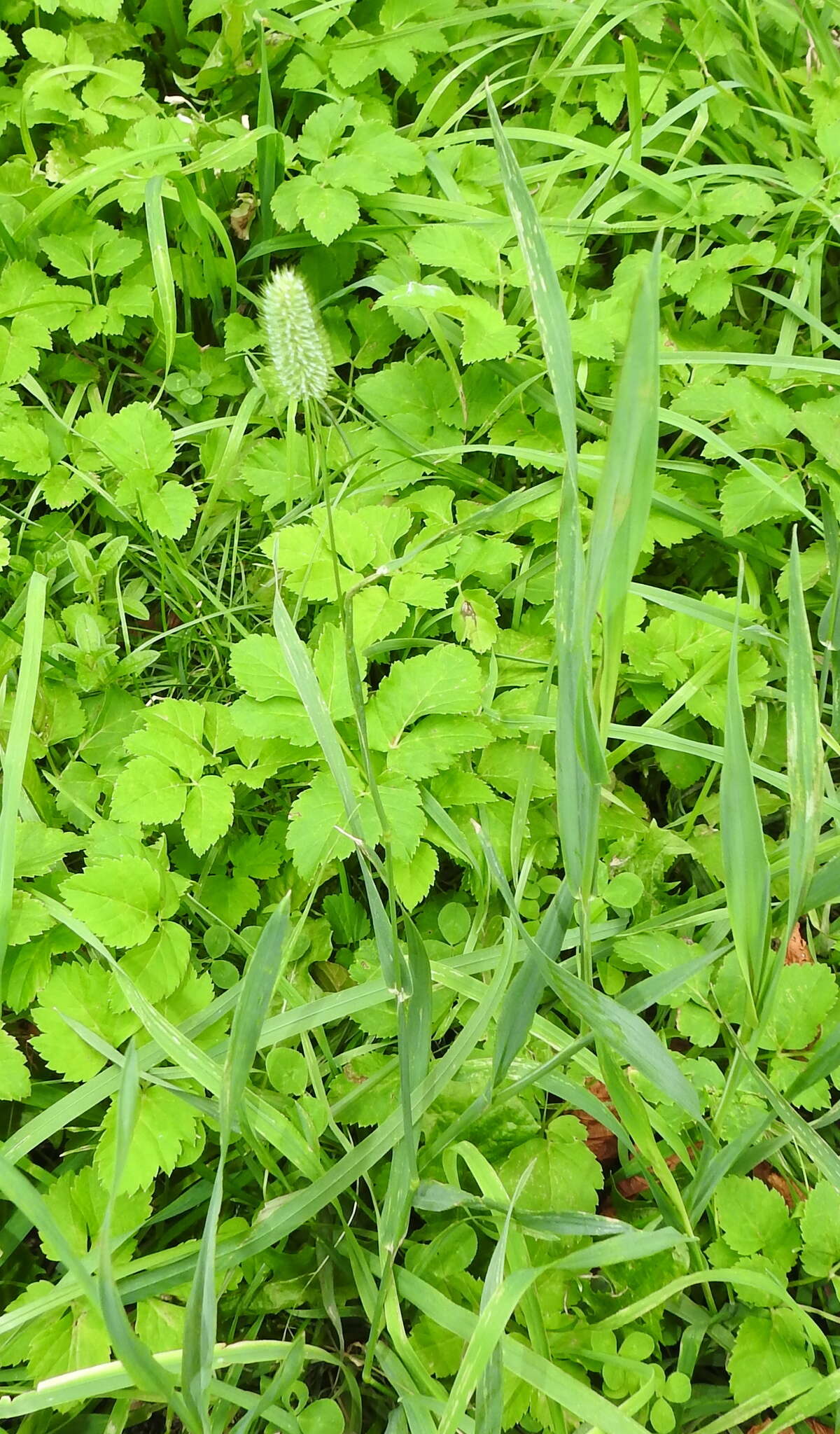 Phleum pratense subsp. nodosum (L.) Trabut的圖片