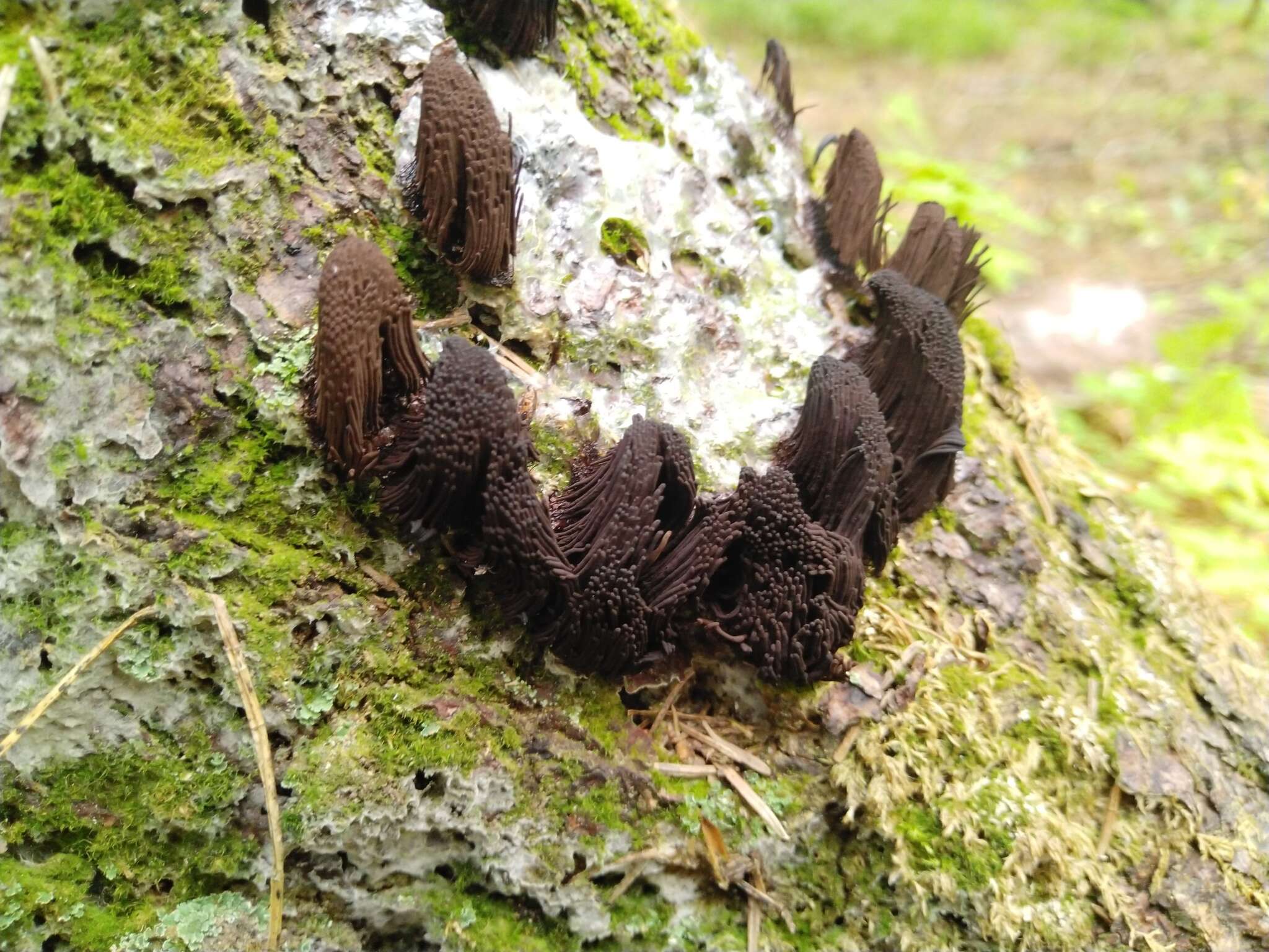 Image of Stemonitis fusca