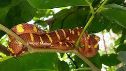 Image of Gold-ringed Cat snake