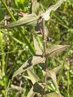 Image of earleaf false foxglove