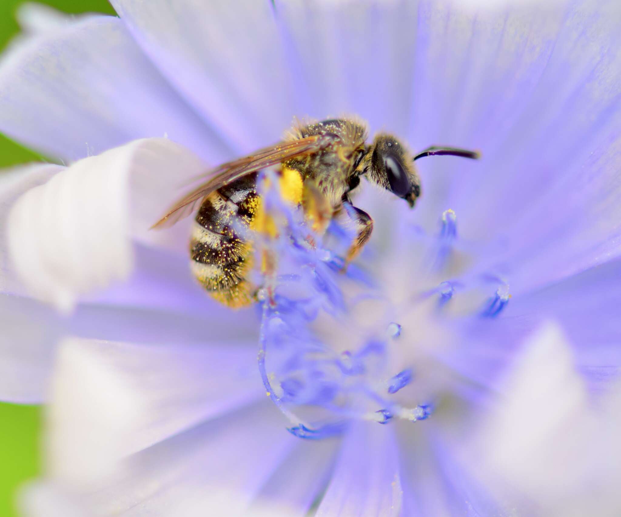 Plancia ëd Lasioglossum leucozonium (Schrank 1781)