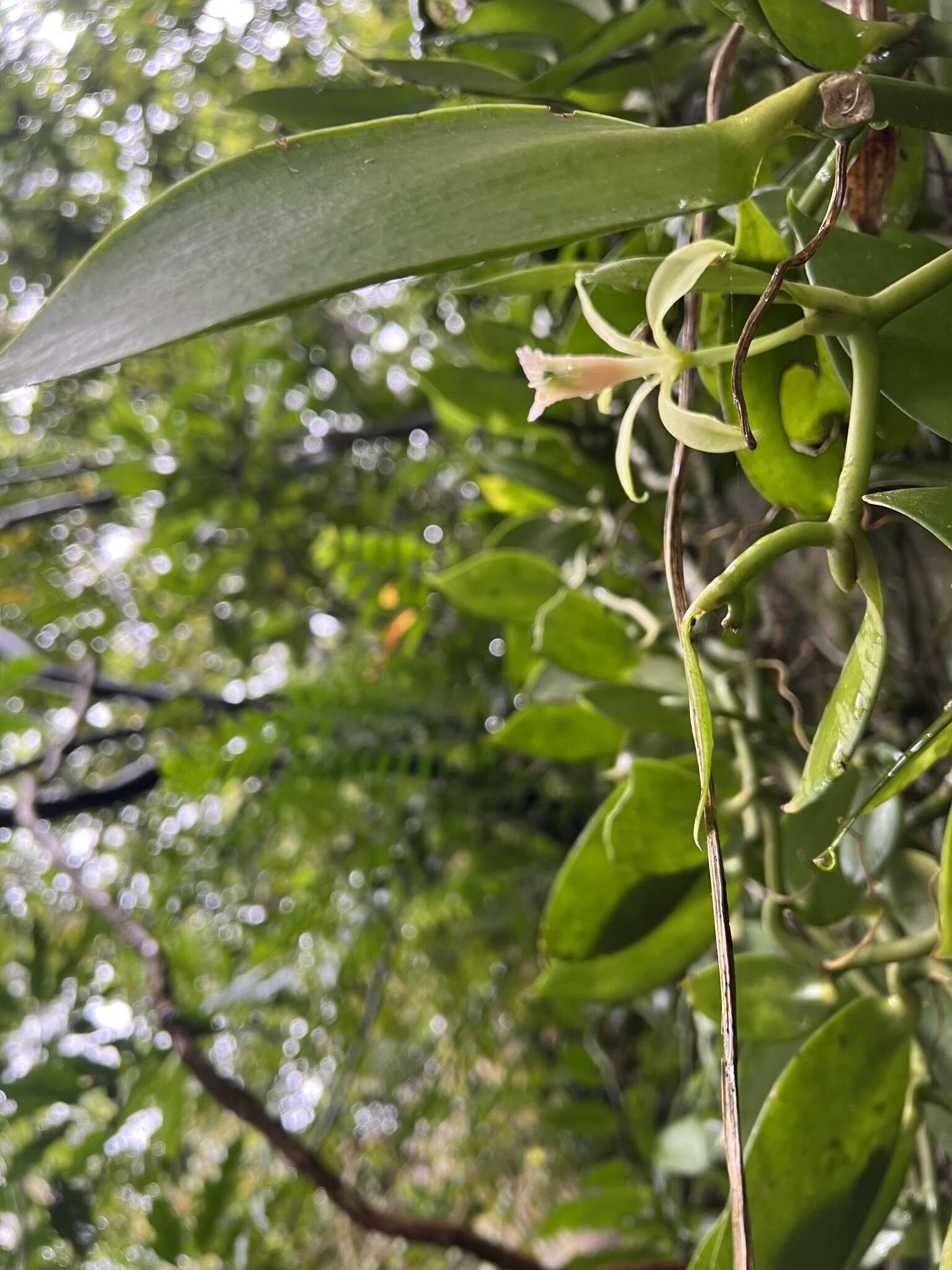 Image of Vanilla somae Hayata