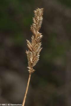 Image of Eragrostis boinensis A. Camus