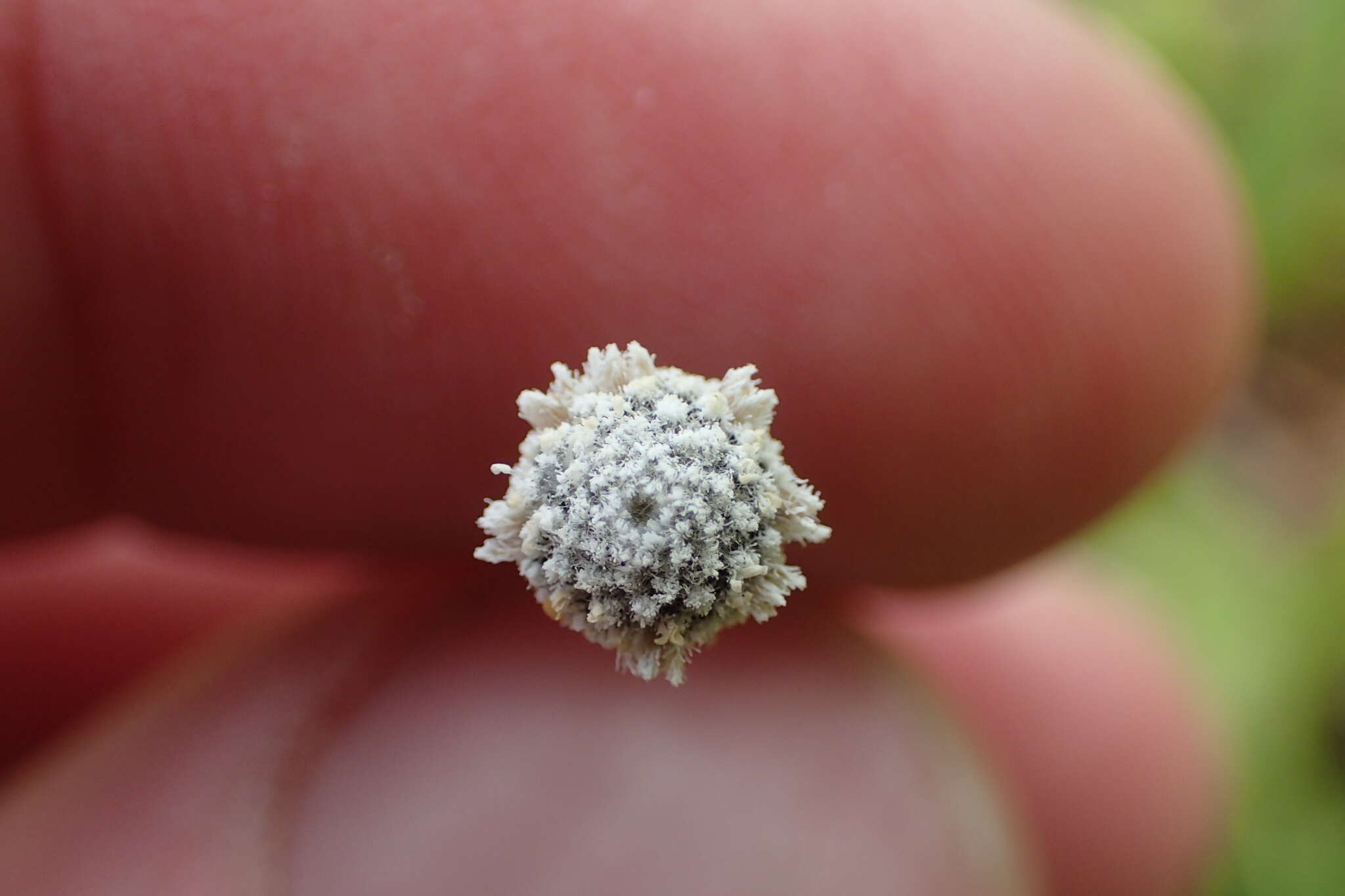 Image de Lachnocaulon anceps (Walter) Morong