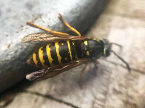 Image of Forest Yellowjacket