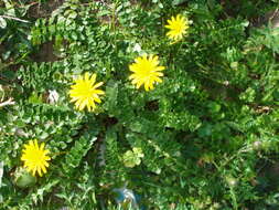 Image of Hyoseris lucida L.