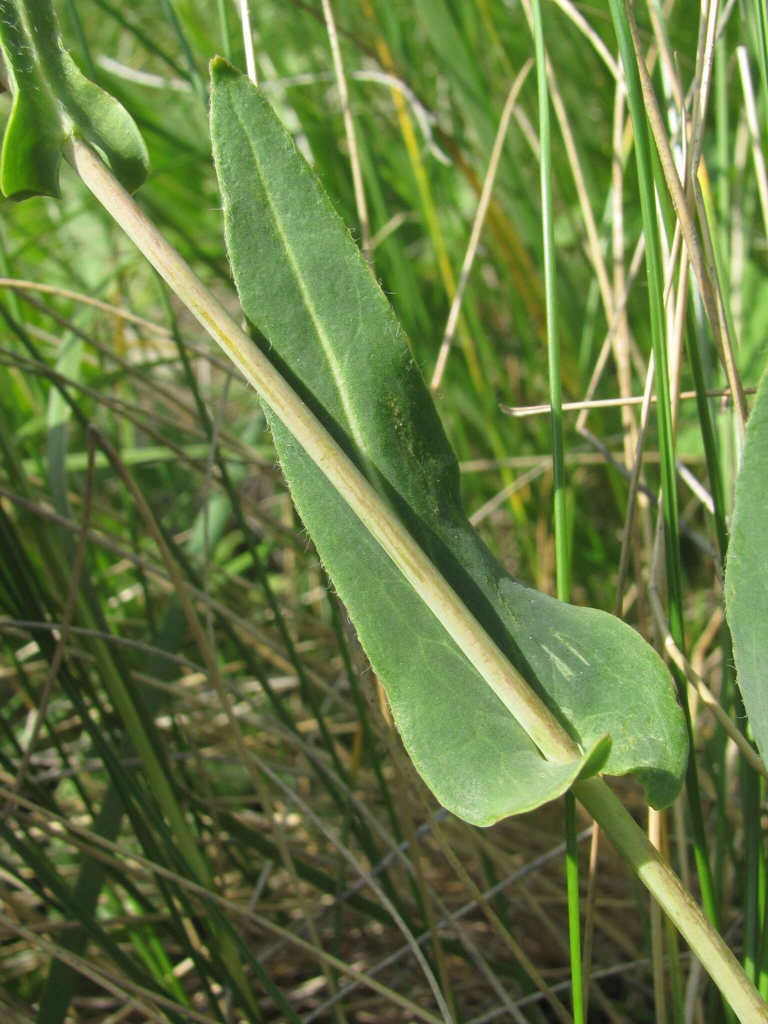 Image of Isatis caucasica (Rupr.) N. Busch