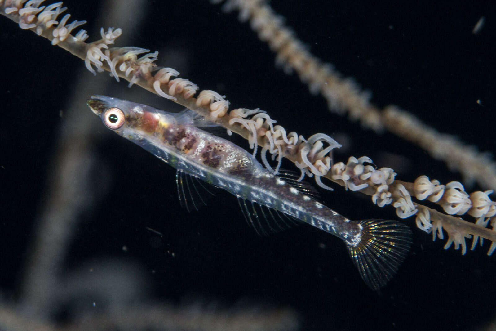 Image of Black coral goby