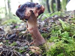 Image of <i>Gyromitra antarctica</i> Rehm