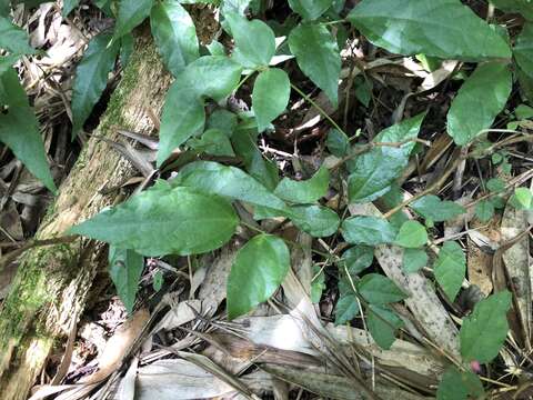 Image of Hylodesmum laterale (Schindl.) H. Ohashi & R. R. Mill