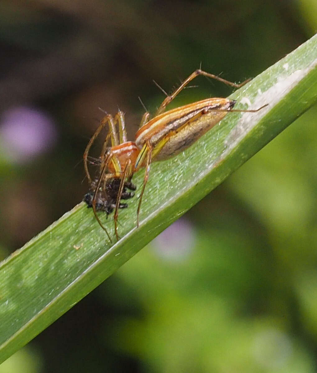 Image of Oxyopes macilentus L. Koch 1878