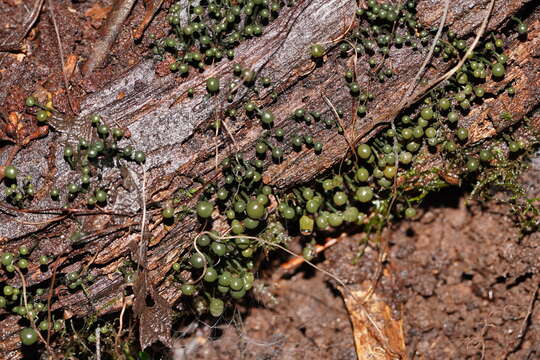 Sivun Chlorovibrissea melanochlora (G. W. Beaton & Weste) L. M. Kohn 1989 kuva