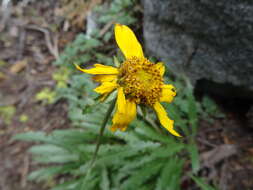 صورة Helianthella californica A. Gray