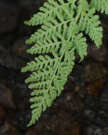 Image of American Alpine Lady Fern