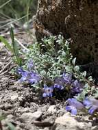 Image of mat penstemon