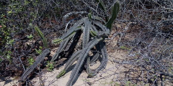 صورة Stenocereus standleyi (J. G. Ortega) Buxb.