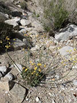 Image of Weston's buckwheat