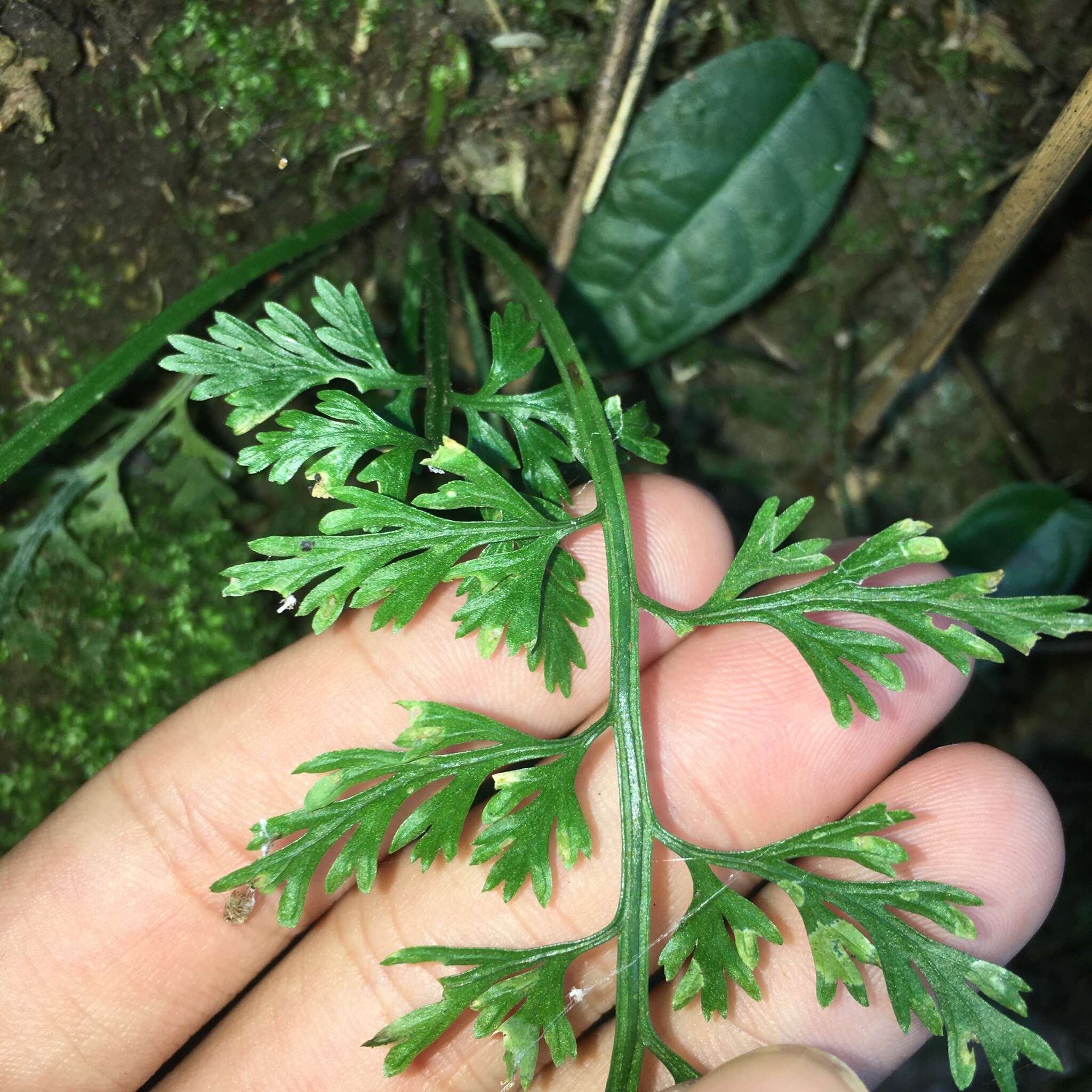 Image de Asplenium ritoense Hayata