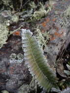 Image of Pleopeltis bombycina (Maxon) A. R. Sm.