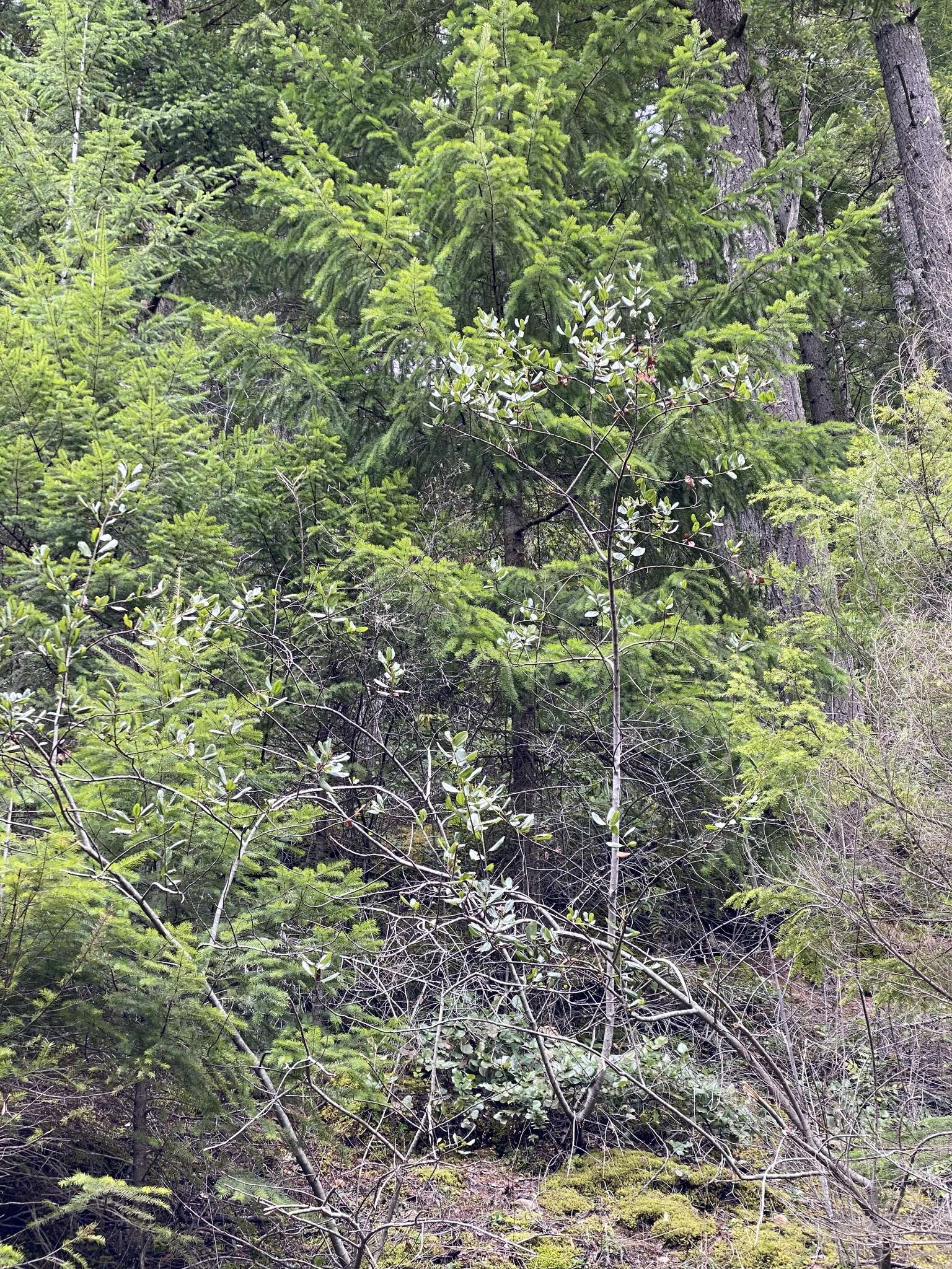 Ceanothus velutinus var. laevigatus Torr. & A. Gray resmi