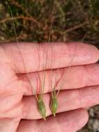 Image of three-awned goatgrass