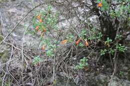 Image of Clinopodium mexicanum (Benth.) Govaerts