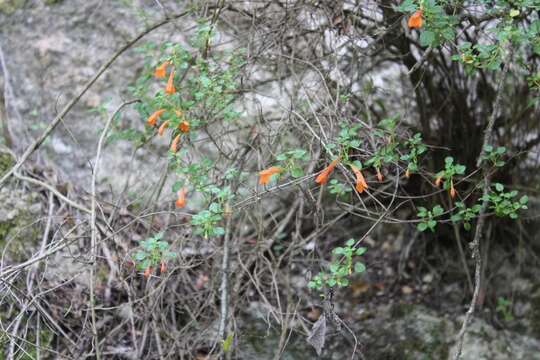 Image of Clinopodium mexicanum (Benth.) Govaerts