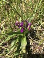 Image of Northern Marsh-orchid