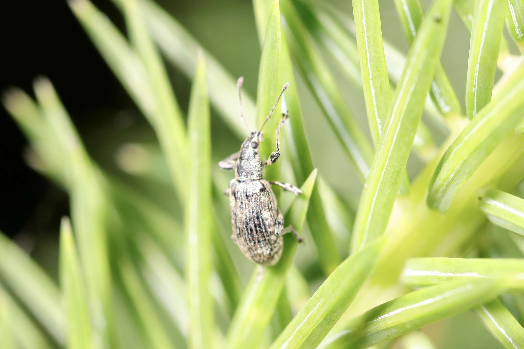 Image of Polydrusus (Eurodrusus) pilosus Gredler 1866