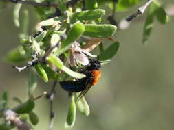 Image de Colletes bicolor Smith 1879