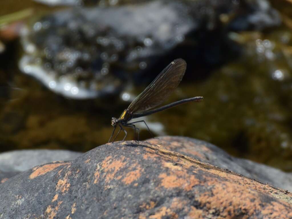 Image of Calopteryx virgo Linnaeus 1758