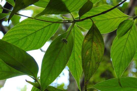 Image of Arachnothryx chiapensis (Brandegee) Borhidi