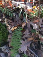 Plancia ëd Polystichum acrostichoides (Michx.) Schott