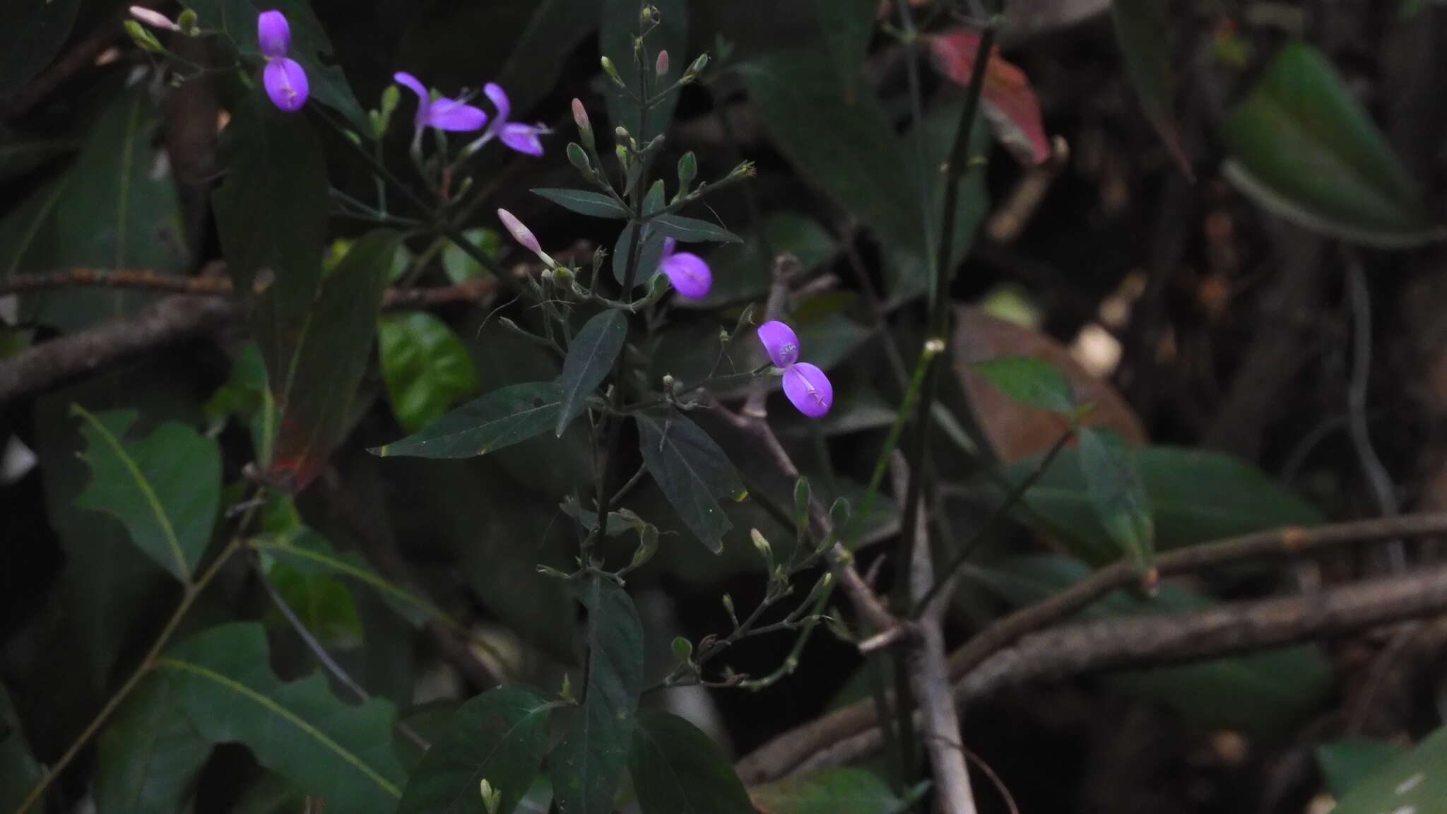 Hypoestes cumingiana Benth. & Hook. fil. resmi