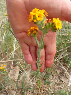 Image of Douglas' fiddleneck