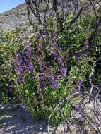 Слика од Penstemon spectabilis var. spectabilis