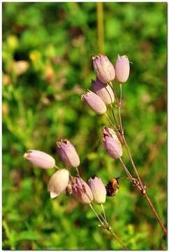 Image of Silene vulgaris subsp. bosniaca (G. Beck) Janchen ex Greuter, Burdet & Long