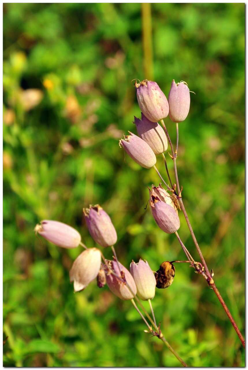 Image of Silene vulgaris subsp. bosniaca (G. Beck) Janchen ex Greuter, Burdet & Long