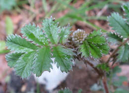 Imagem de Acaena anserinifolia (J. F. & G. Forst.) Druce