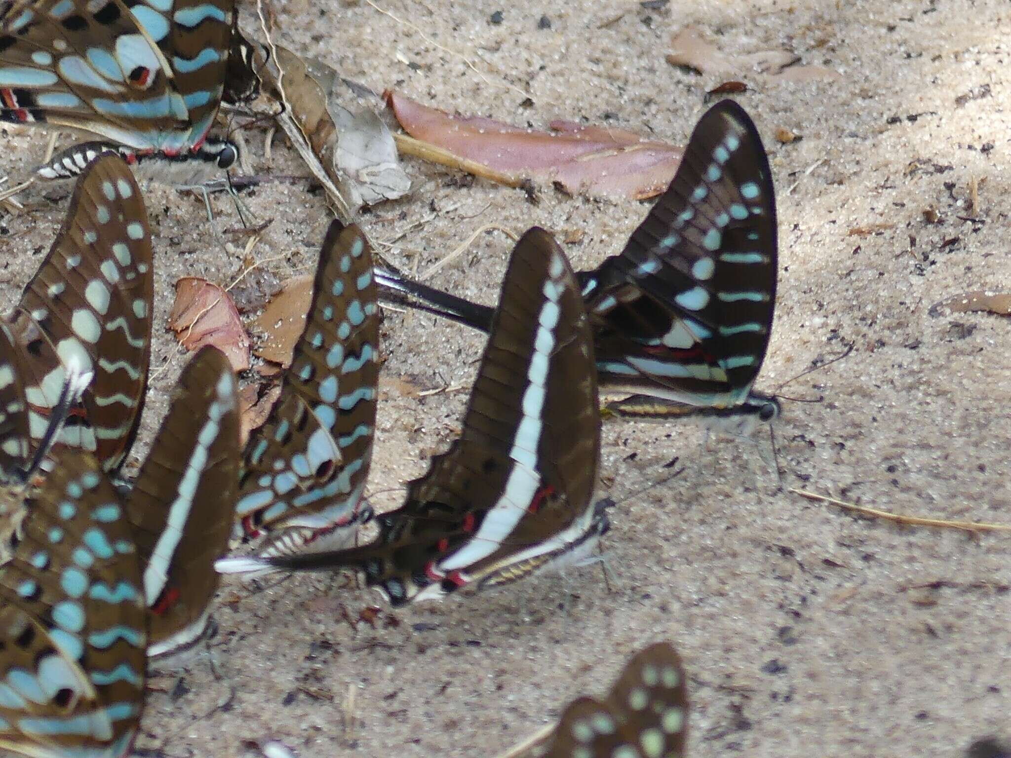 Plancia ëd Graphium kirbyi (Hewitson 1872)