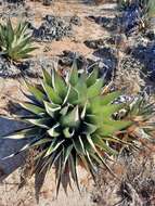 Image of Agave shawii subsp. goldmaniana (Trel.) Gentry