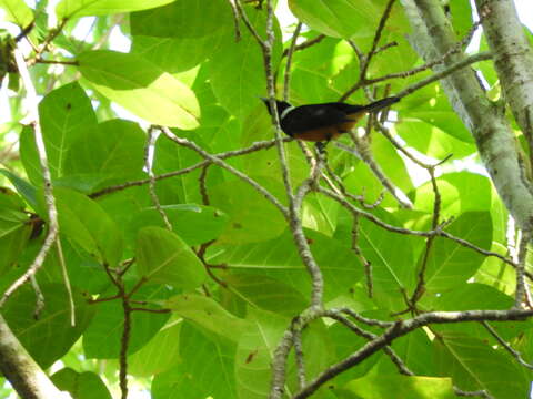 Image of White-capped Monarch