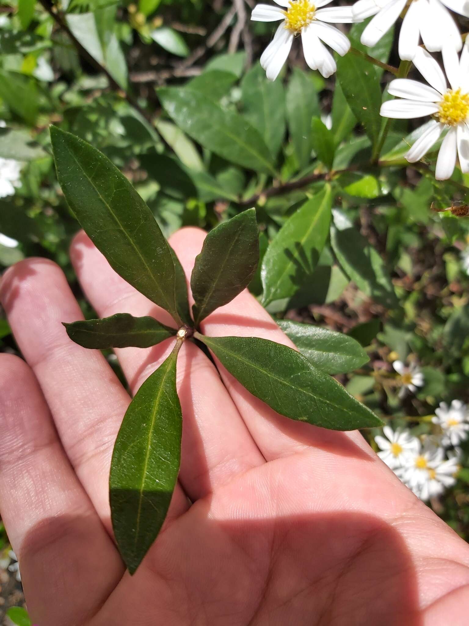 Image of Sticky daisy bush