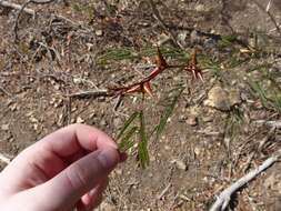 Image of bull horn acacia