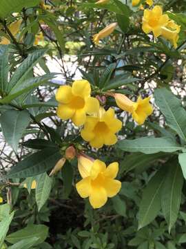 Image of bush allamanda