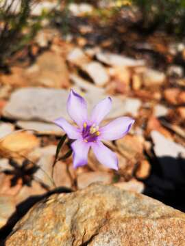 Image of Moraea crispa Thunb.