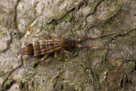 Image de Orchesella flavescens (Bourlet & C 1839)