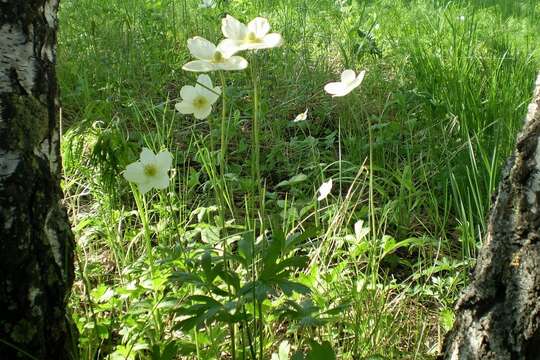 Image of Anemone sylvestris subsp. sylvestris