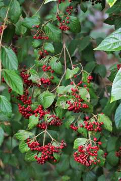 Image of Viburnum luzonicum Rolfe